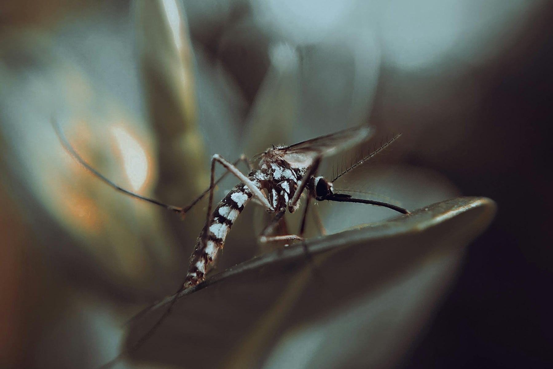 Cocoon anti muggen blog